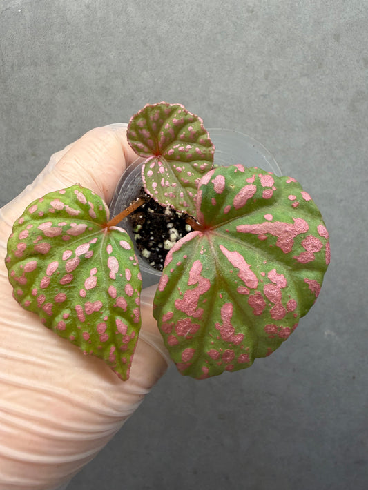 🌸Begonia Roseopunctata