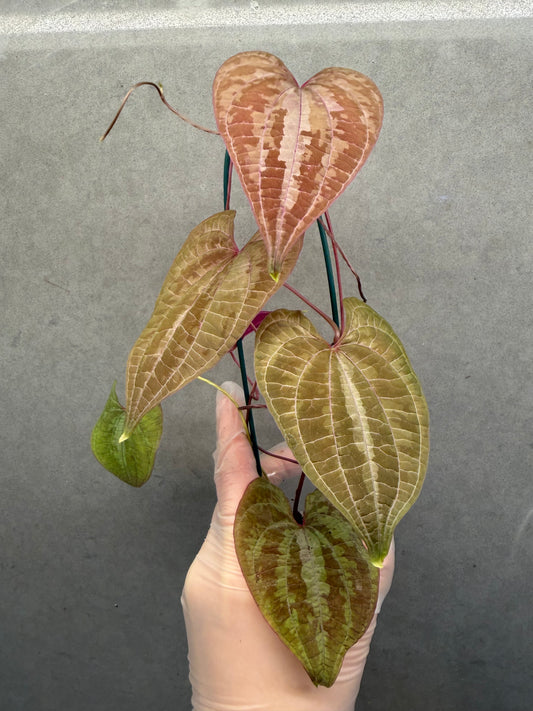 🌿 Dioscorea discolor