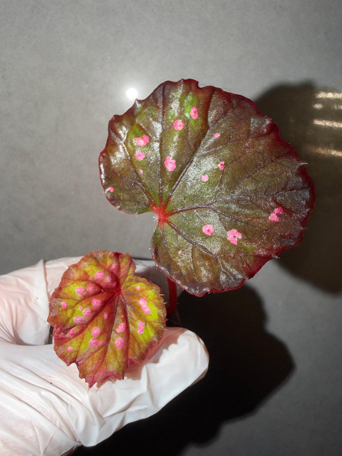 💜New Begonia No. 24