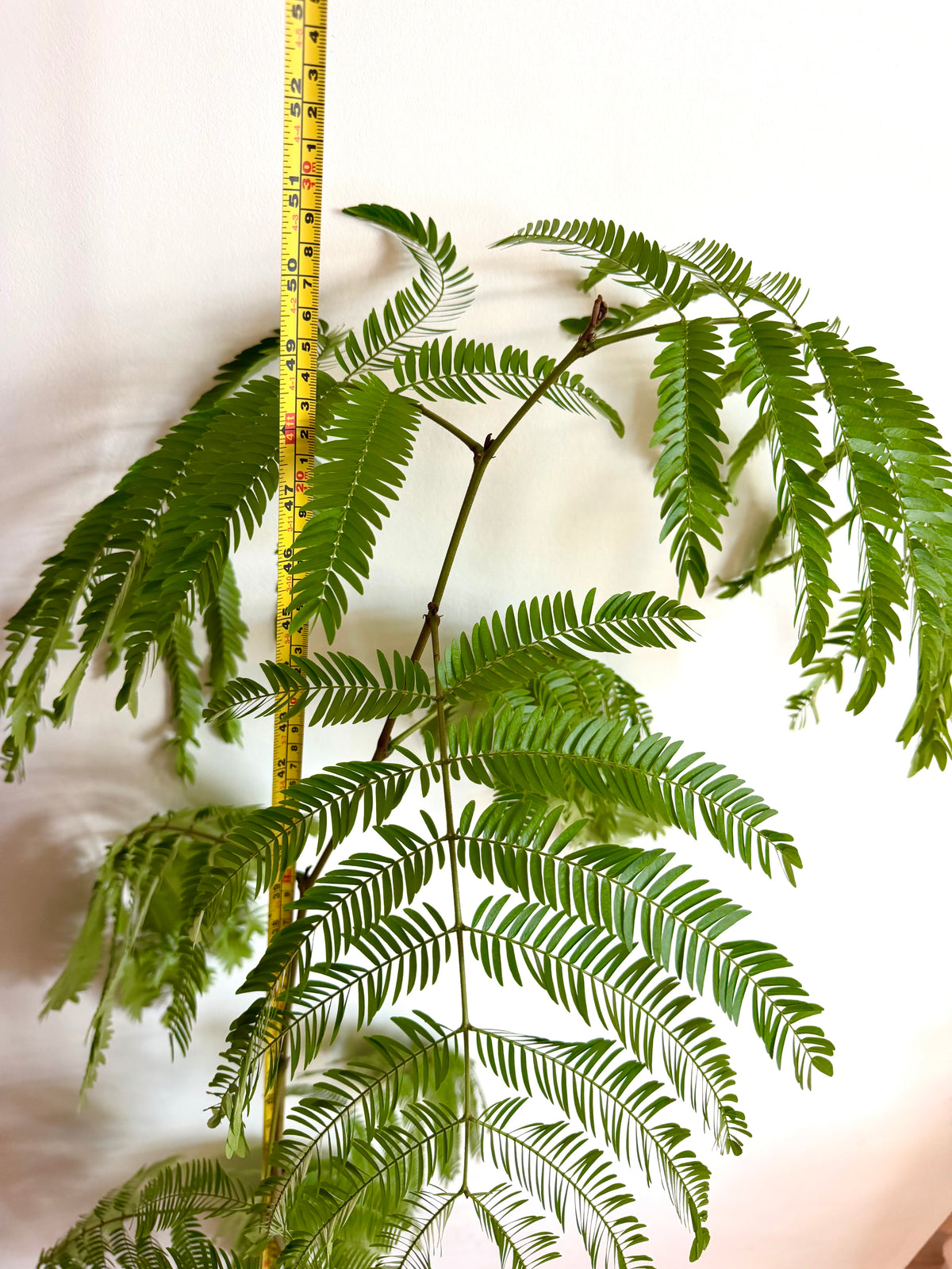 🌿 Cojoba arborea（Monther plant，130cm high）Only GTA