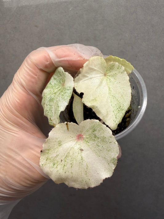 🌿 Begonia 'Rouge' Variegated