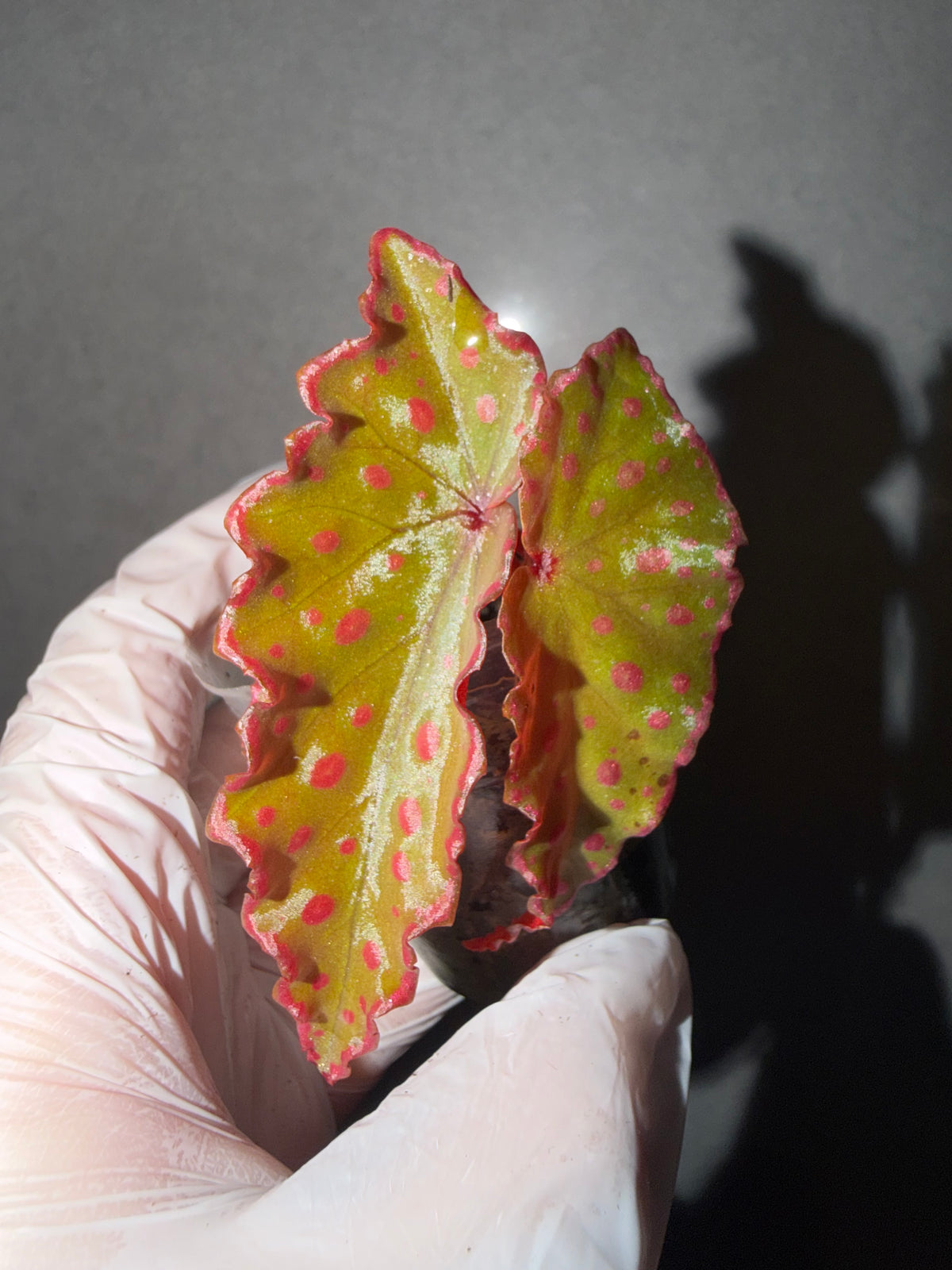 🌿 Begonia Darthvaderiana × Amphioxus