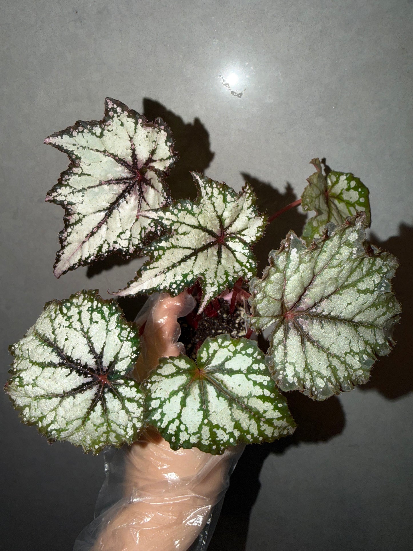 🌿 Begonia 'Robert Golden'