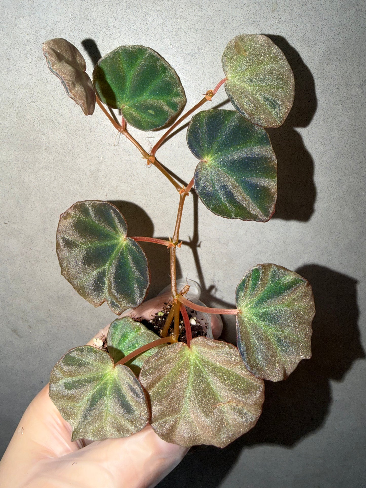 🌿 Begonia sp. Sarawak