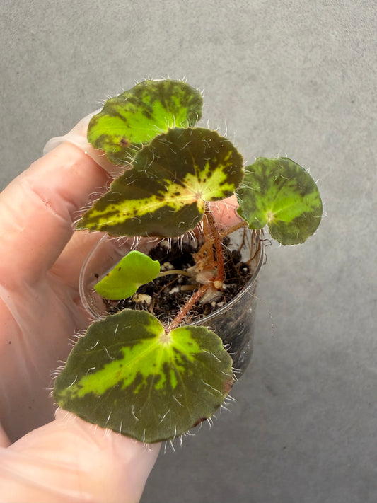 🌿Begonia rhizomatous ’Spotlight‘