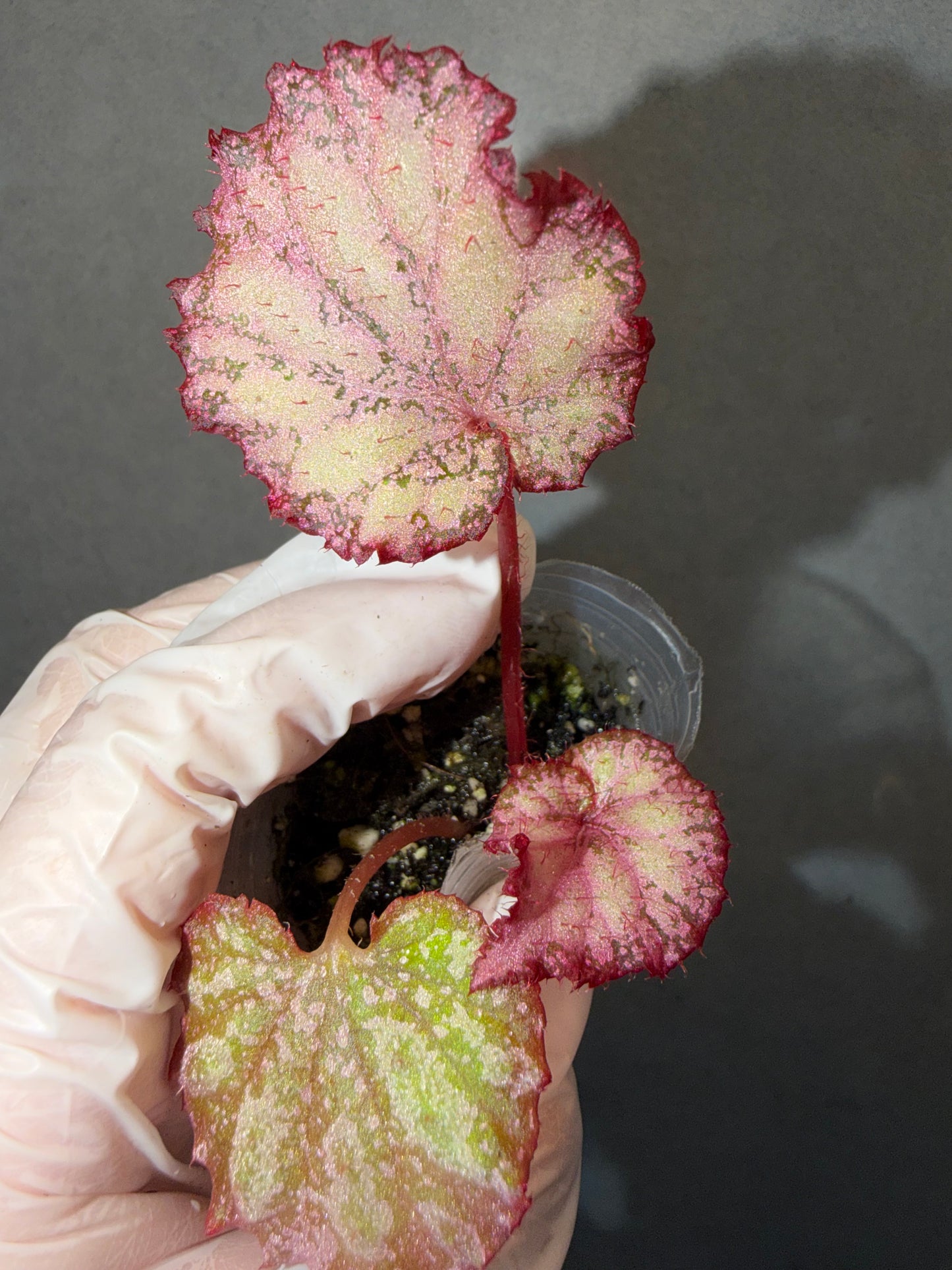 🌿Begonia ‘Pink Panther’