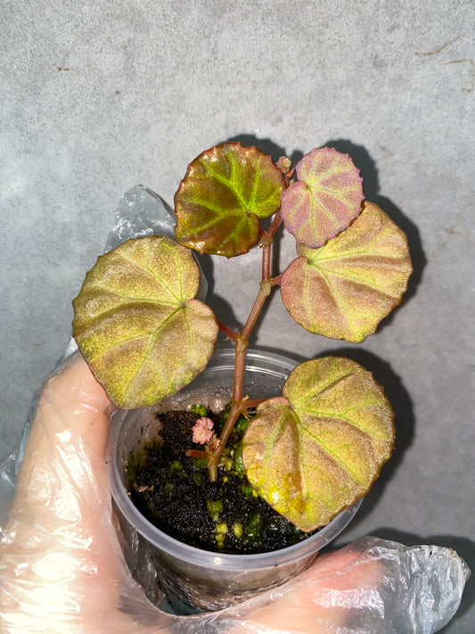 🌿 Begonia sp. Sarawak