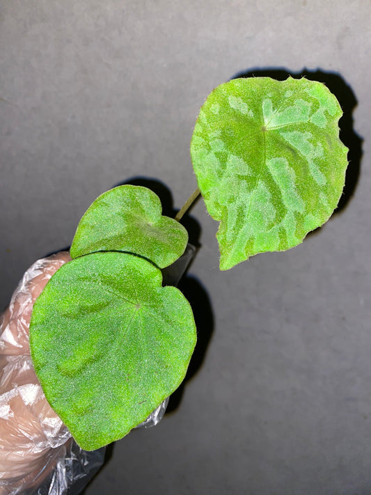 🌿 Begonia phuthoensis