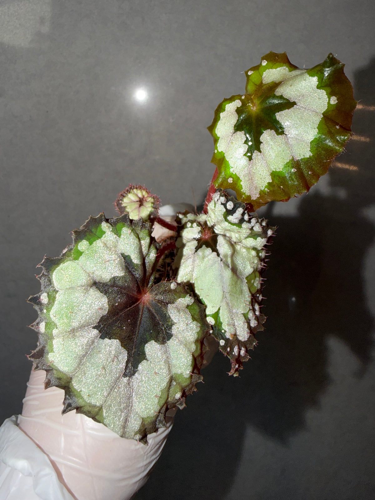Begonia 5 Combo：Lamoon➕ sp. Sarawak ➕Dolce Vita➕ Carnival➕ Martin Mystery
