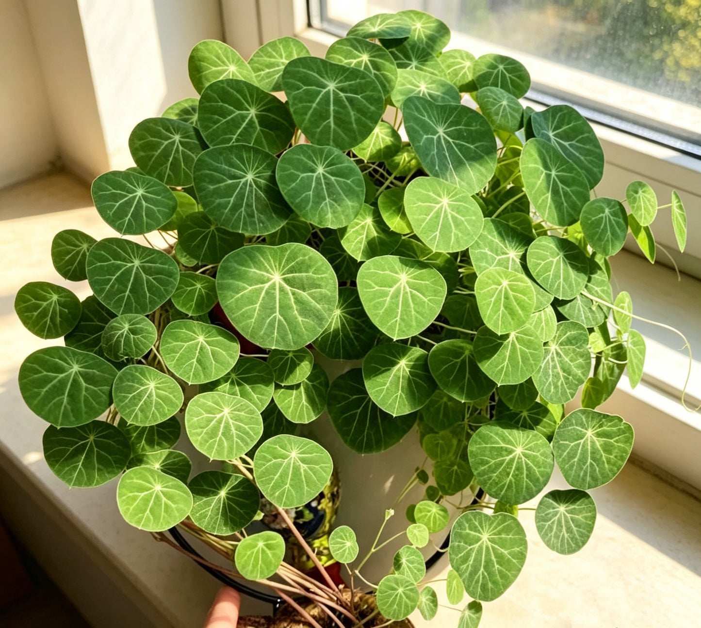 🪴Climbing Plant Trellis🫶🏻