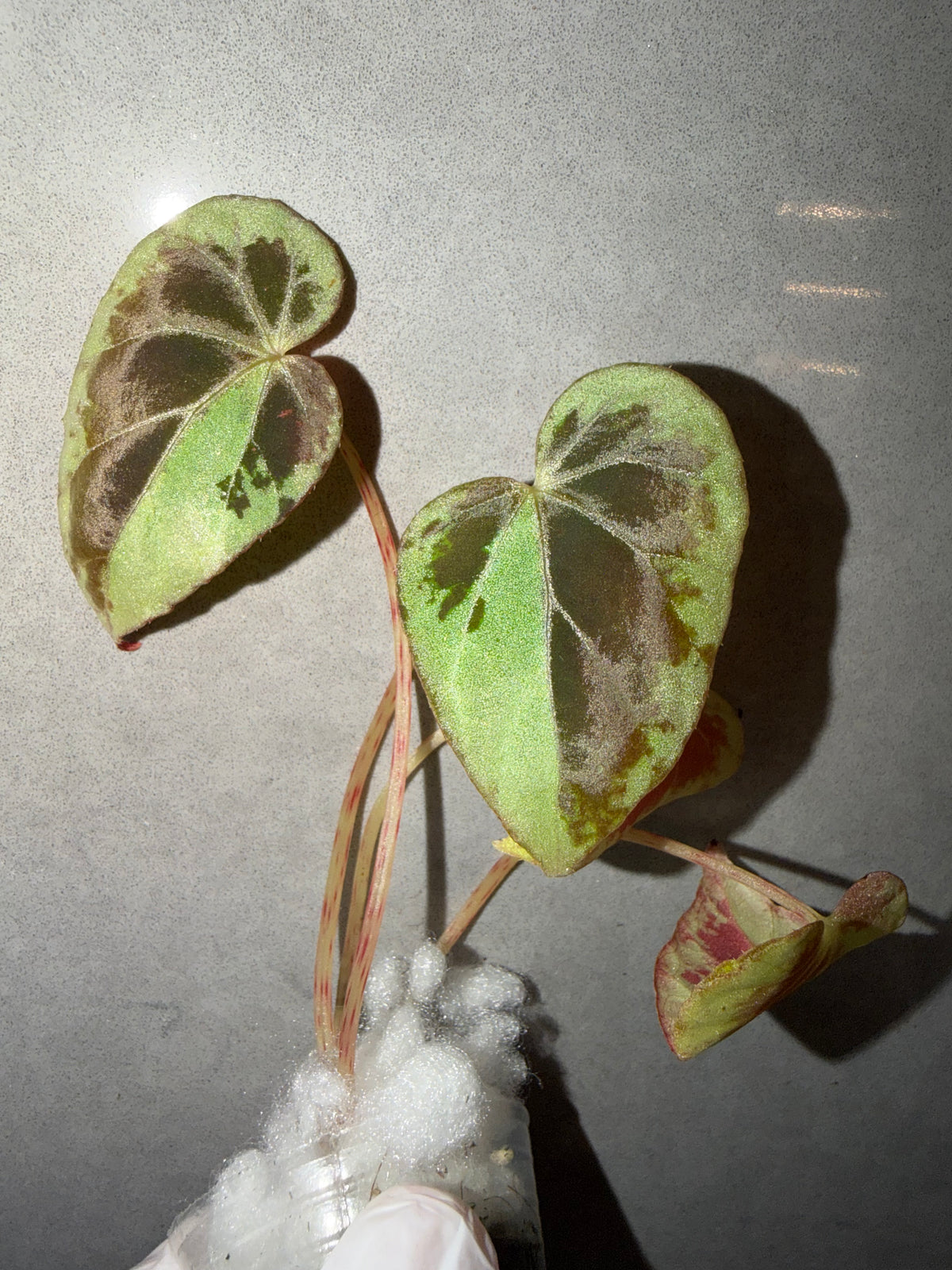 Begonia 5 Combo：Roseopunctata➕ scapigera➕U508➕ burkillii green form➕ Silver Dollar