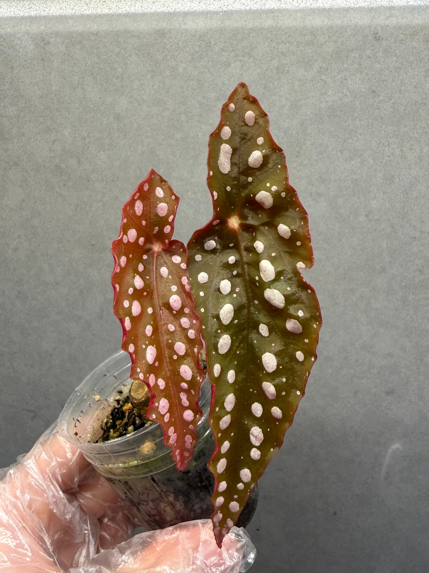 🌿Begonia ‘Sierra Mountain King’