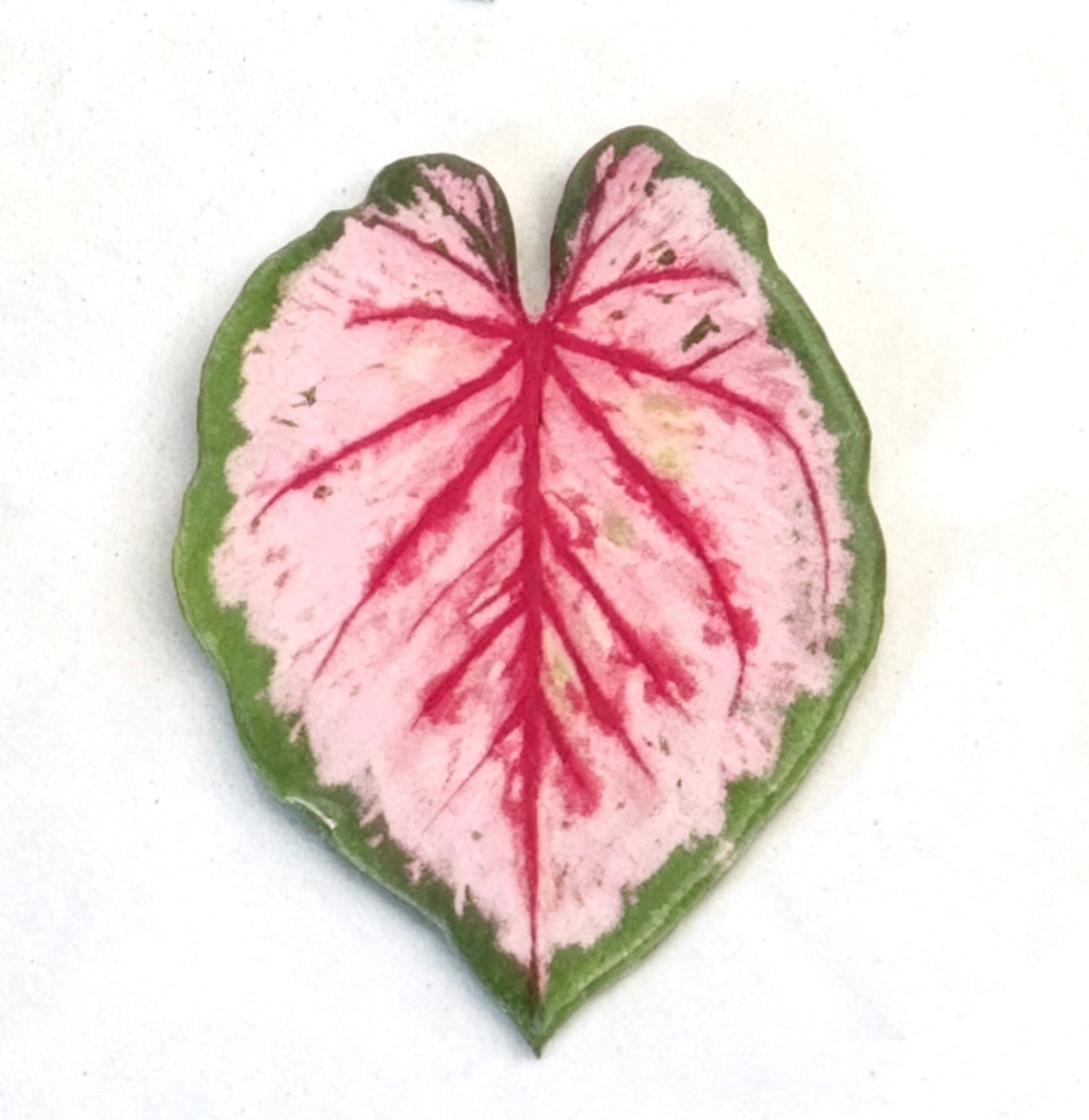 💜Caladium fridge magnet🩷