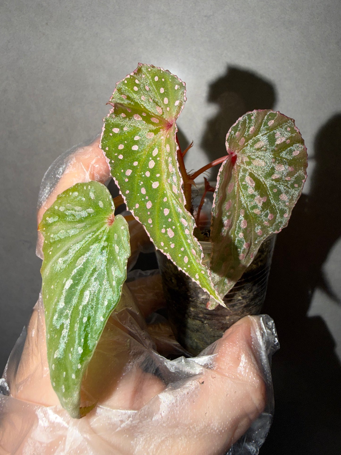 🌿 Begonia malachosticta