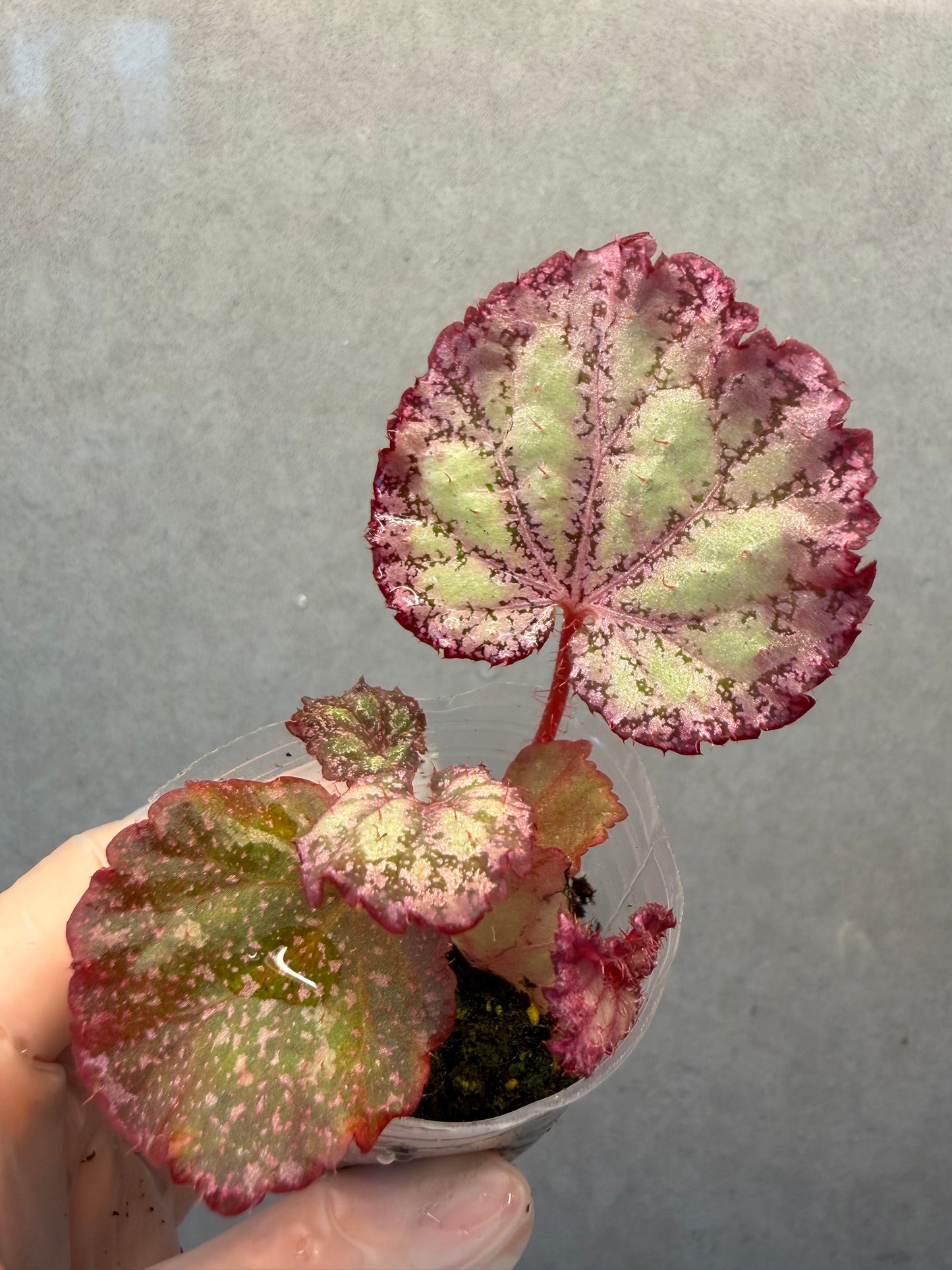 🌿Begonia ‘Pink Panther’