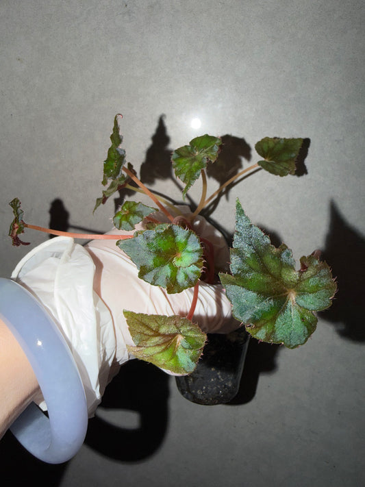 ⚡️Begonia ThunderCloud☁️