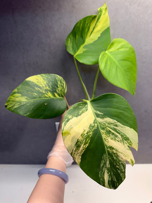 🌿Monstera Aurea（4 leaves）