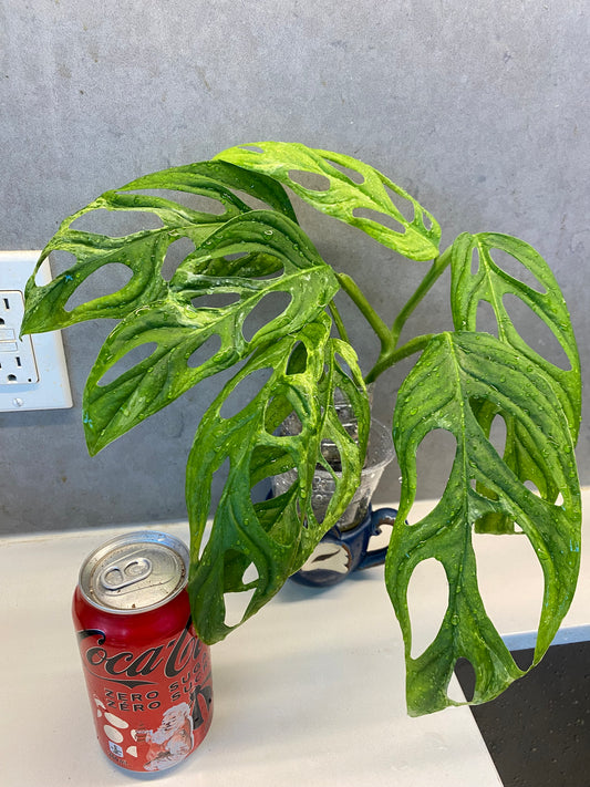 🌿 Monstera adansonii Mint Variegated