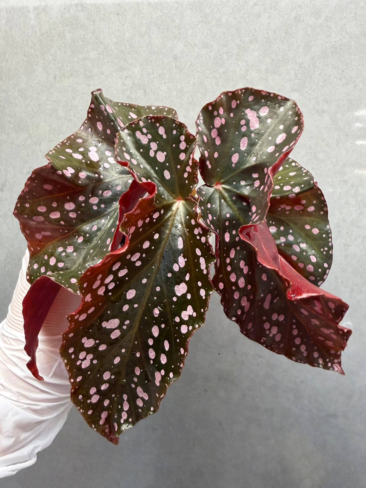🌹Begonia ‘Cracklin Rosie