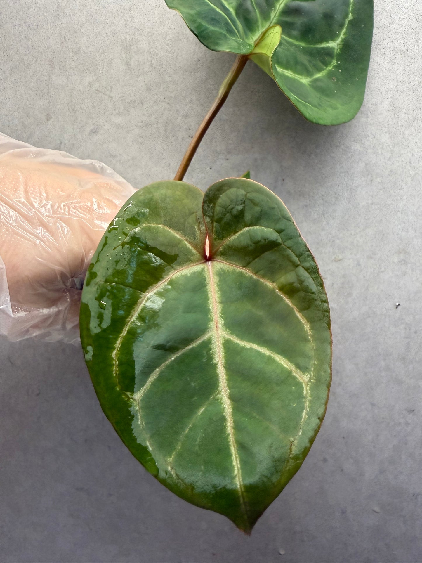 🌿Anthurium kos *Red Crystallinum （Premium）