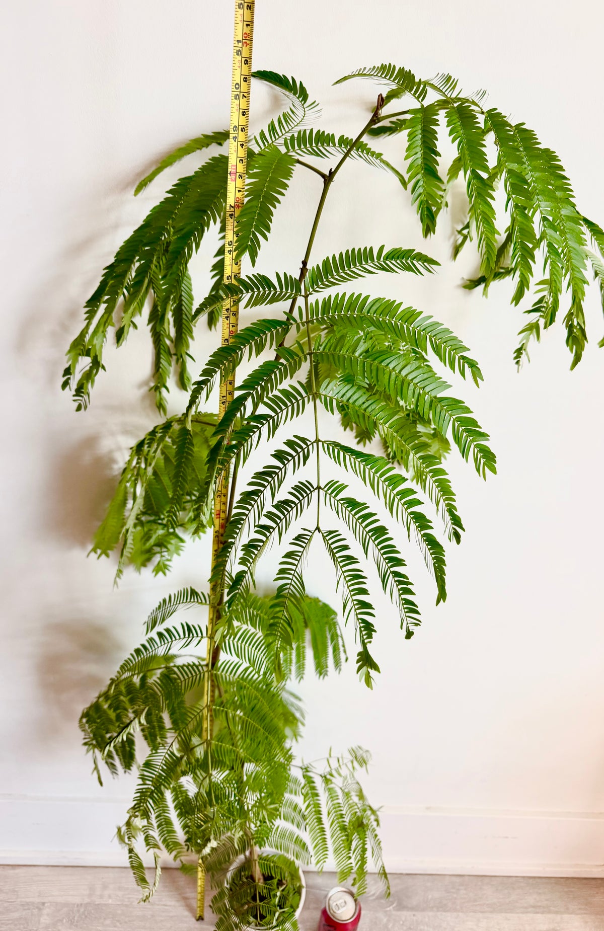 🌿 Cojoba arborea（Monther plant，130cm high）Only GTA