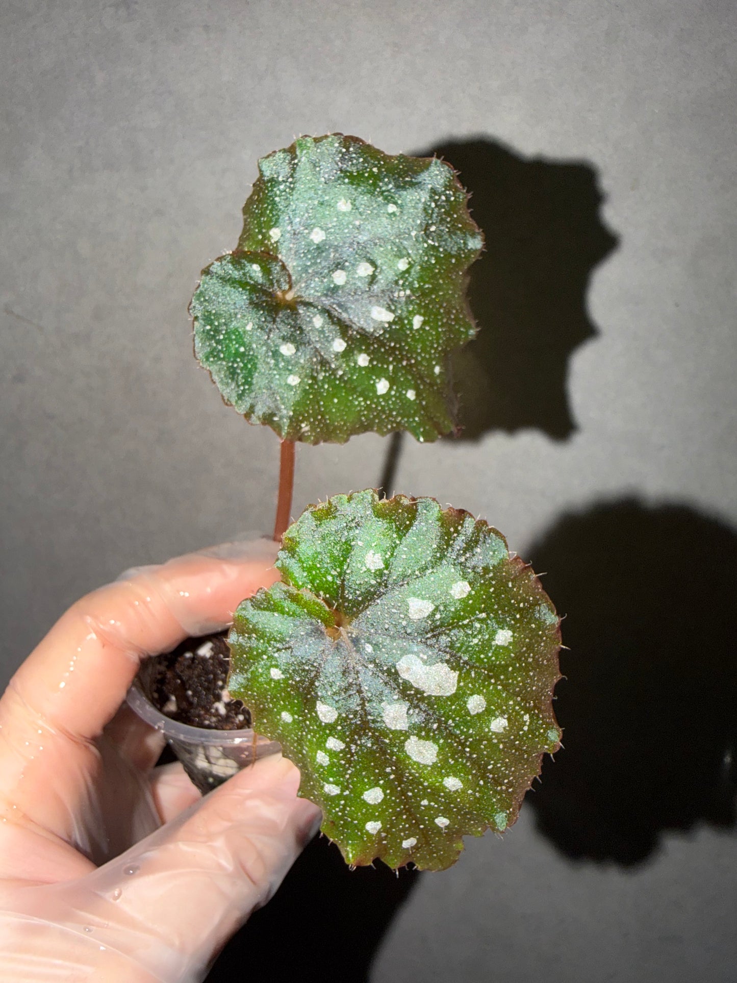 🌌Begonia 'Super Universe'