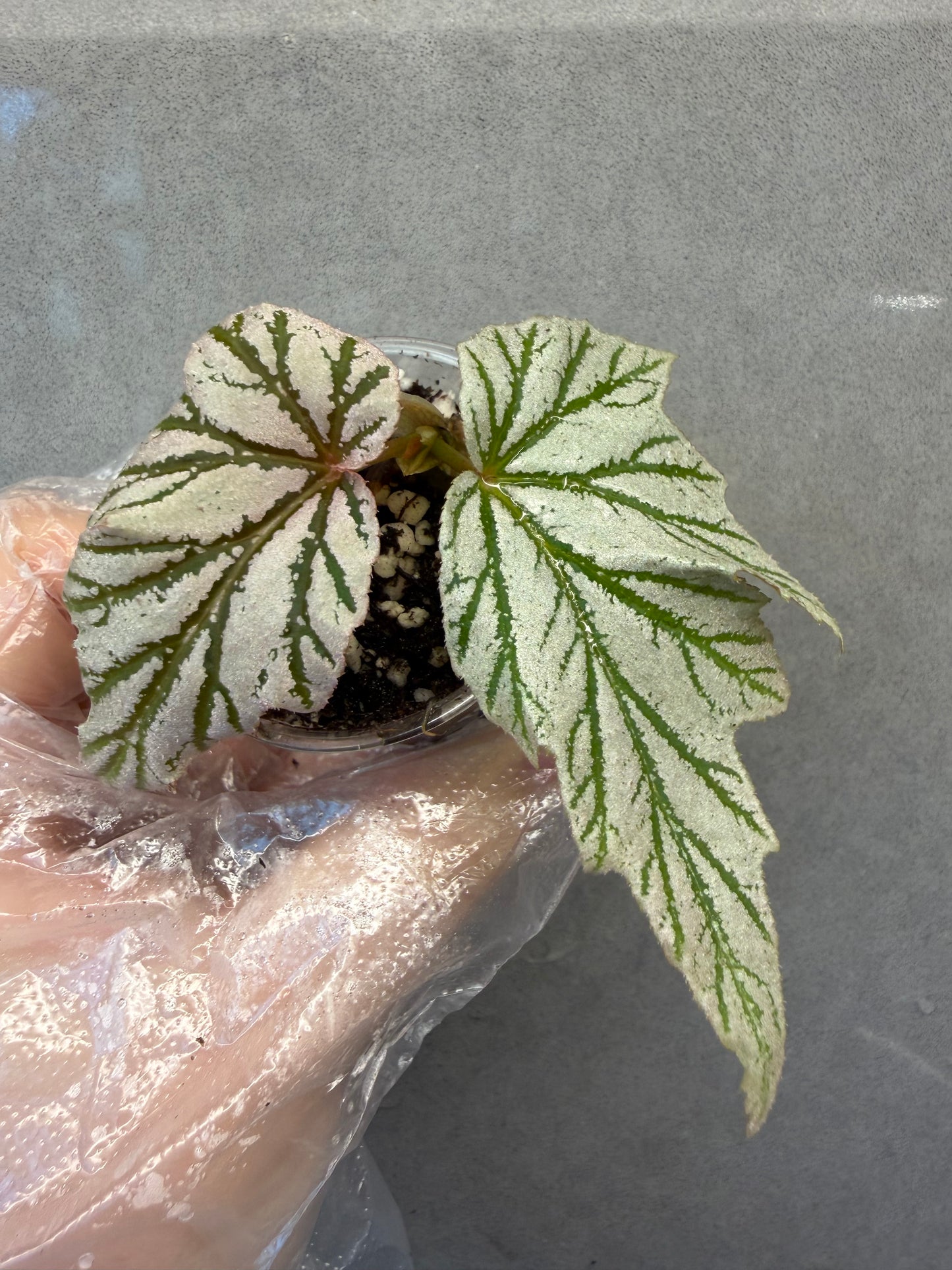 🌿Begonia Lamoon