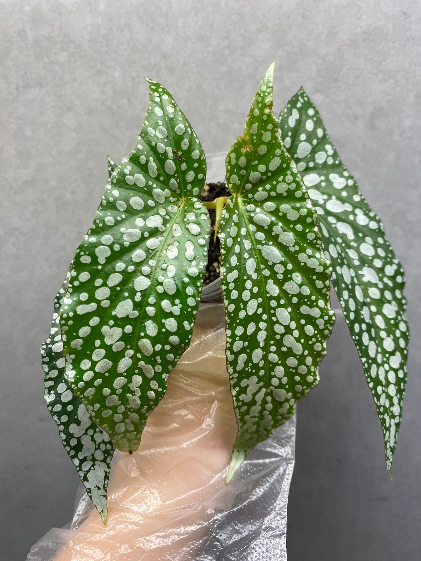🌿 Begonia 'White Ice'