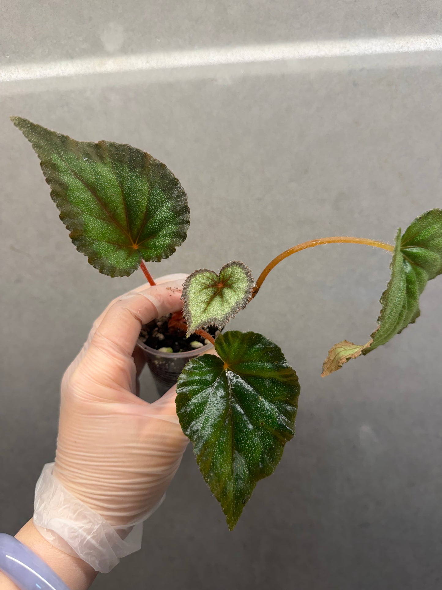🌿 Begonia ‘Flamingo’
