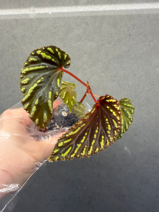 🌿 Begonia atricha
