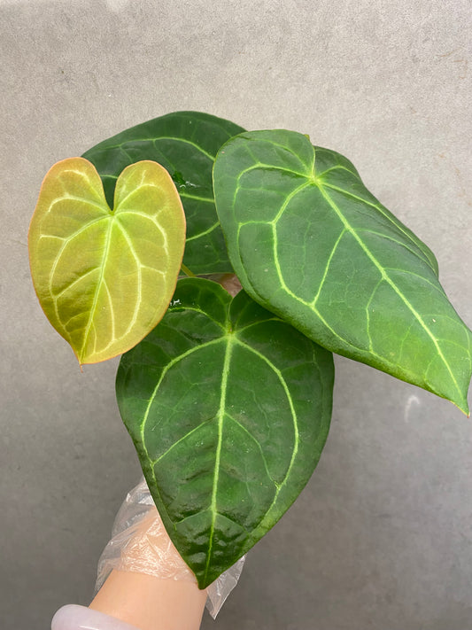🌿 Anthurium Crystallinum Dark Form × Papi
