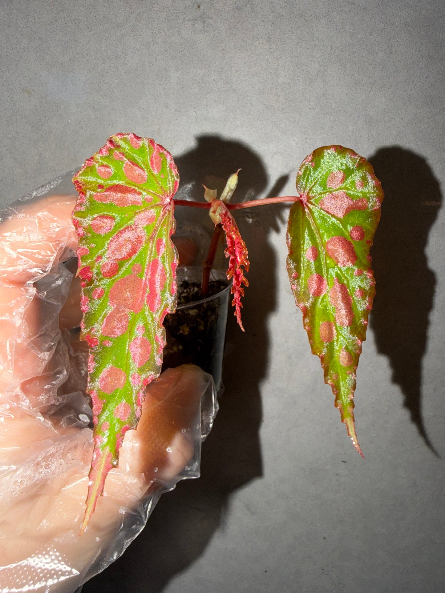 💗Begonia Amphioxus hybrid 🌶️