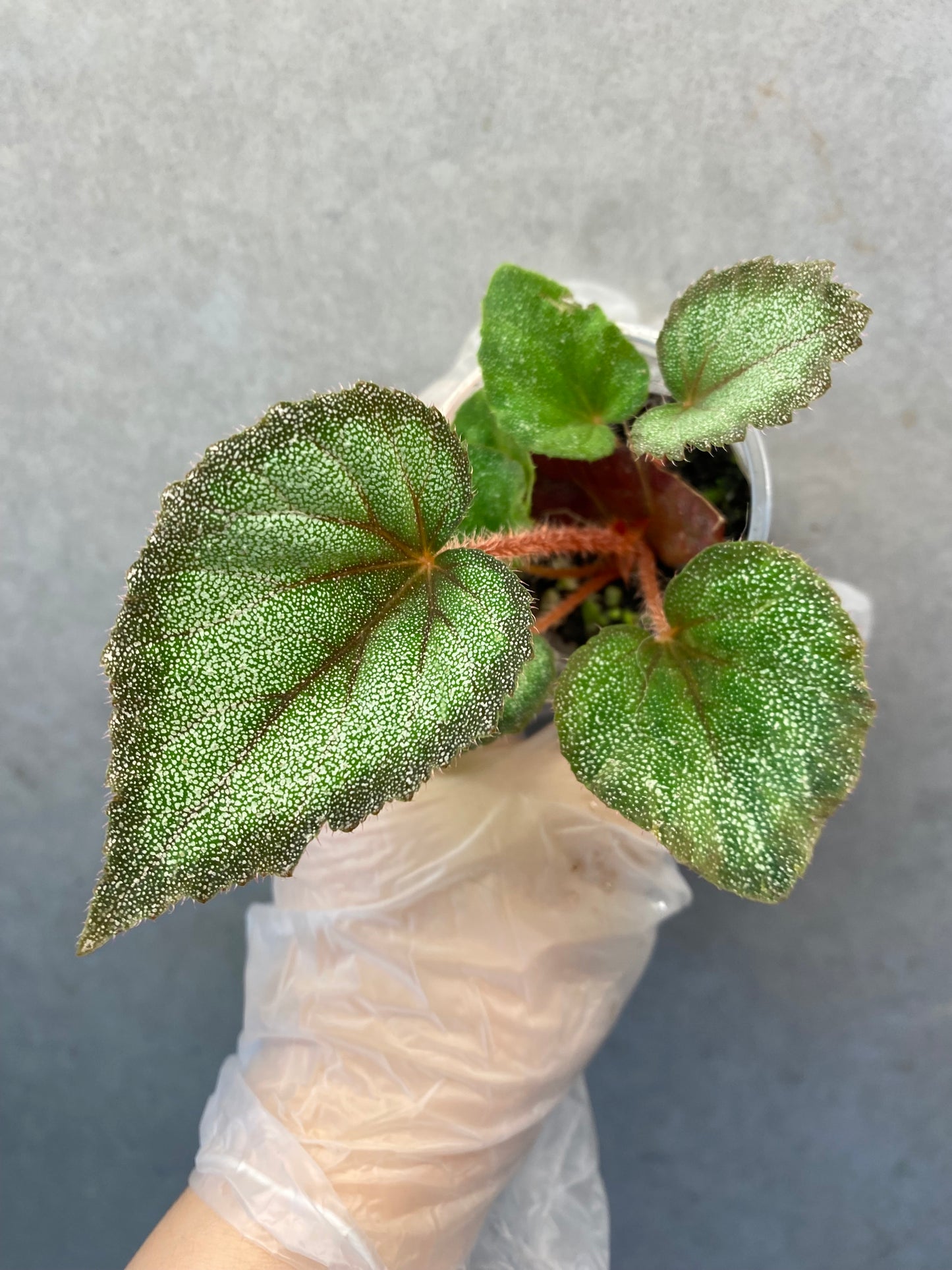 🌿 Begonia ‘Flamingo’