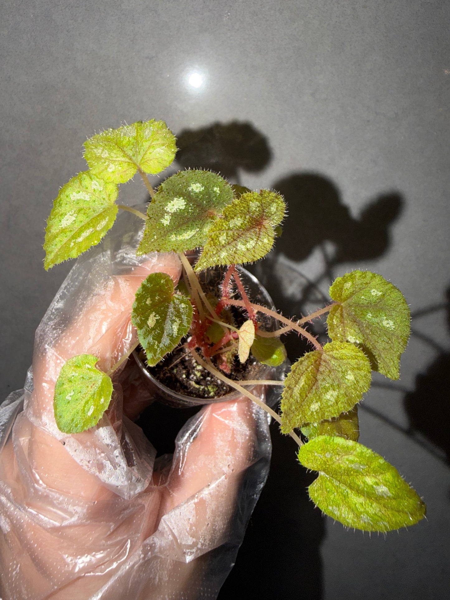 🌿Begonia picturata