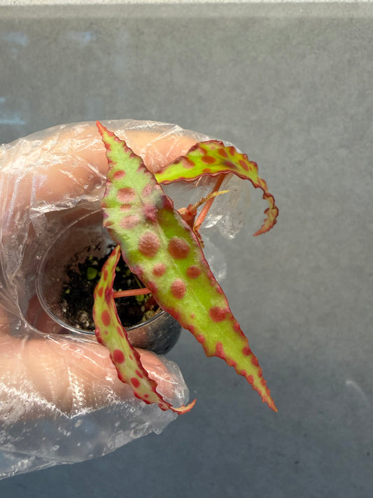 🌿 Begonia Amphioxus