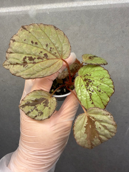 🌿 Begonia aketajawensis (Green)