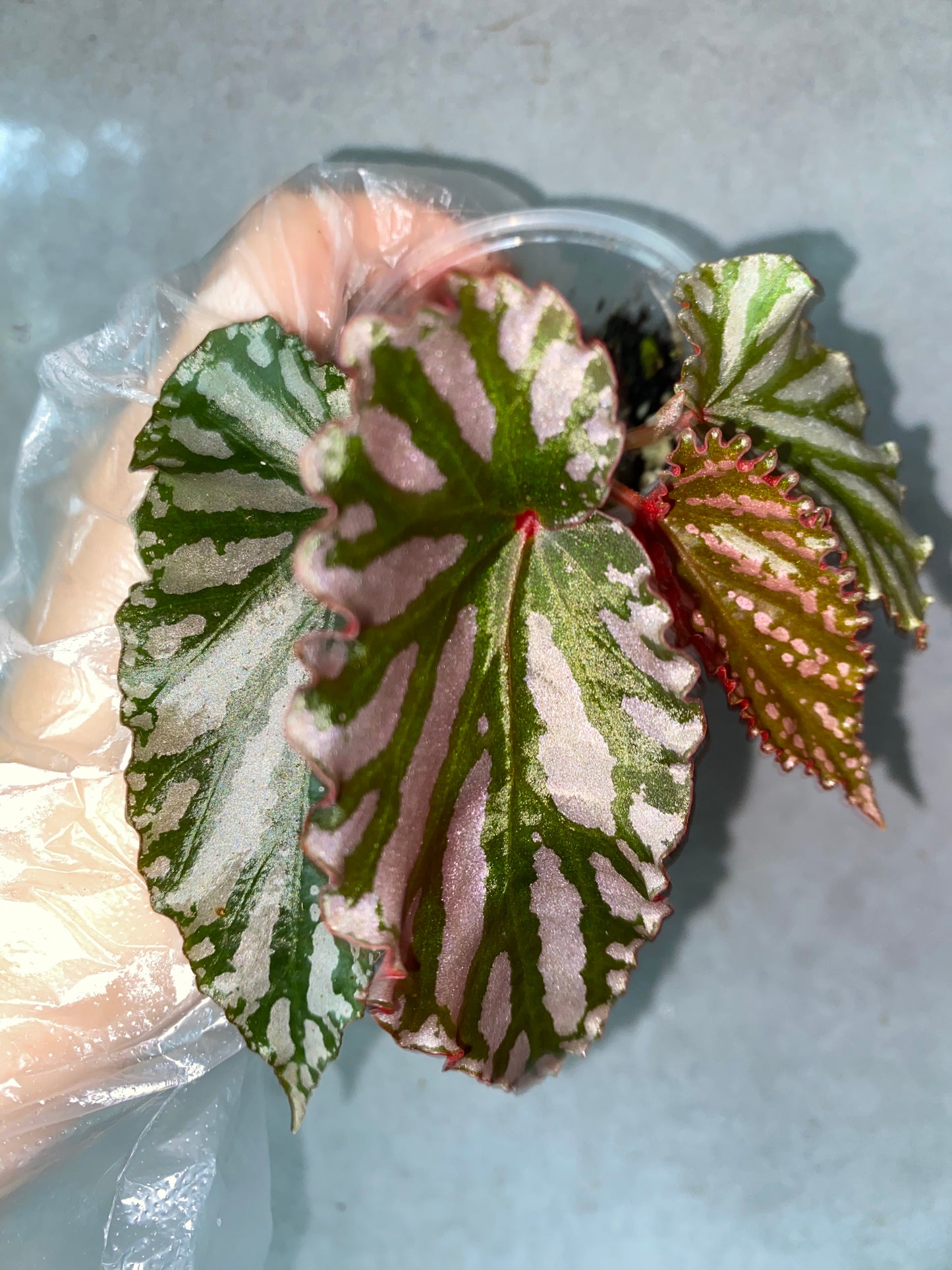 🌿 Begonia 'Down Home'