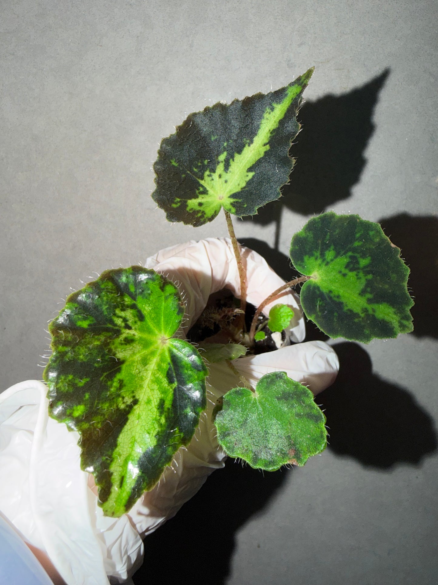 🌿Begonia rhizomatous ’Spotlight‘