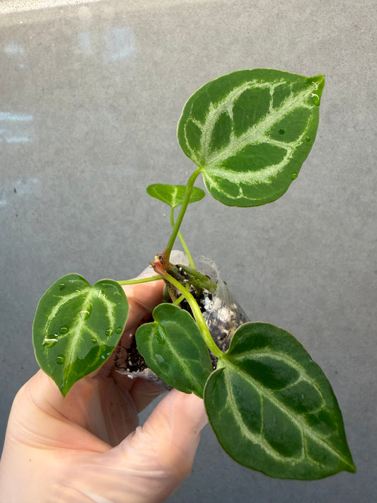 Anthurium ‘Hope’ Crystal