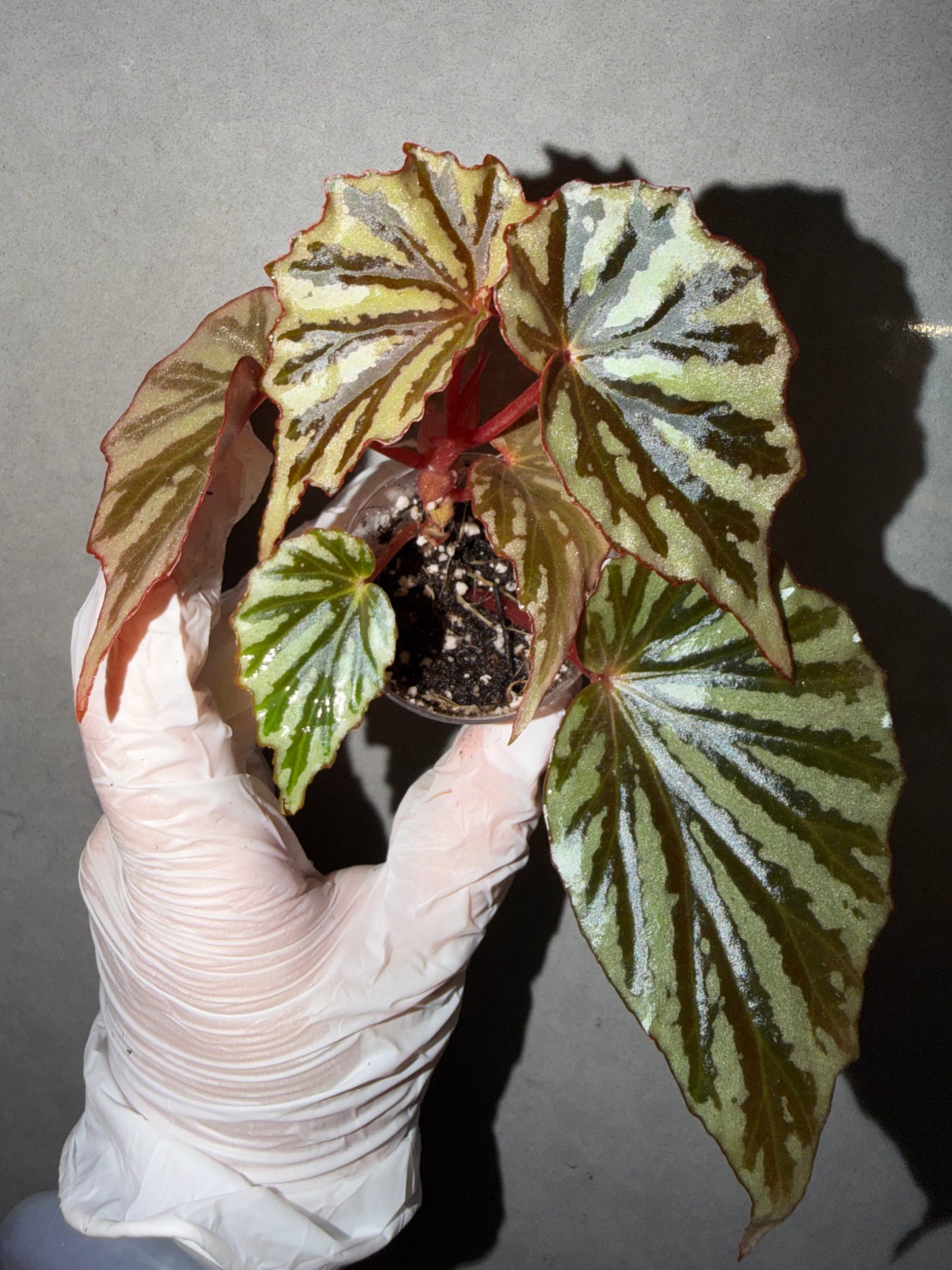 🌿Begonia sp. Irian Jaya （U682）
