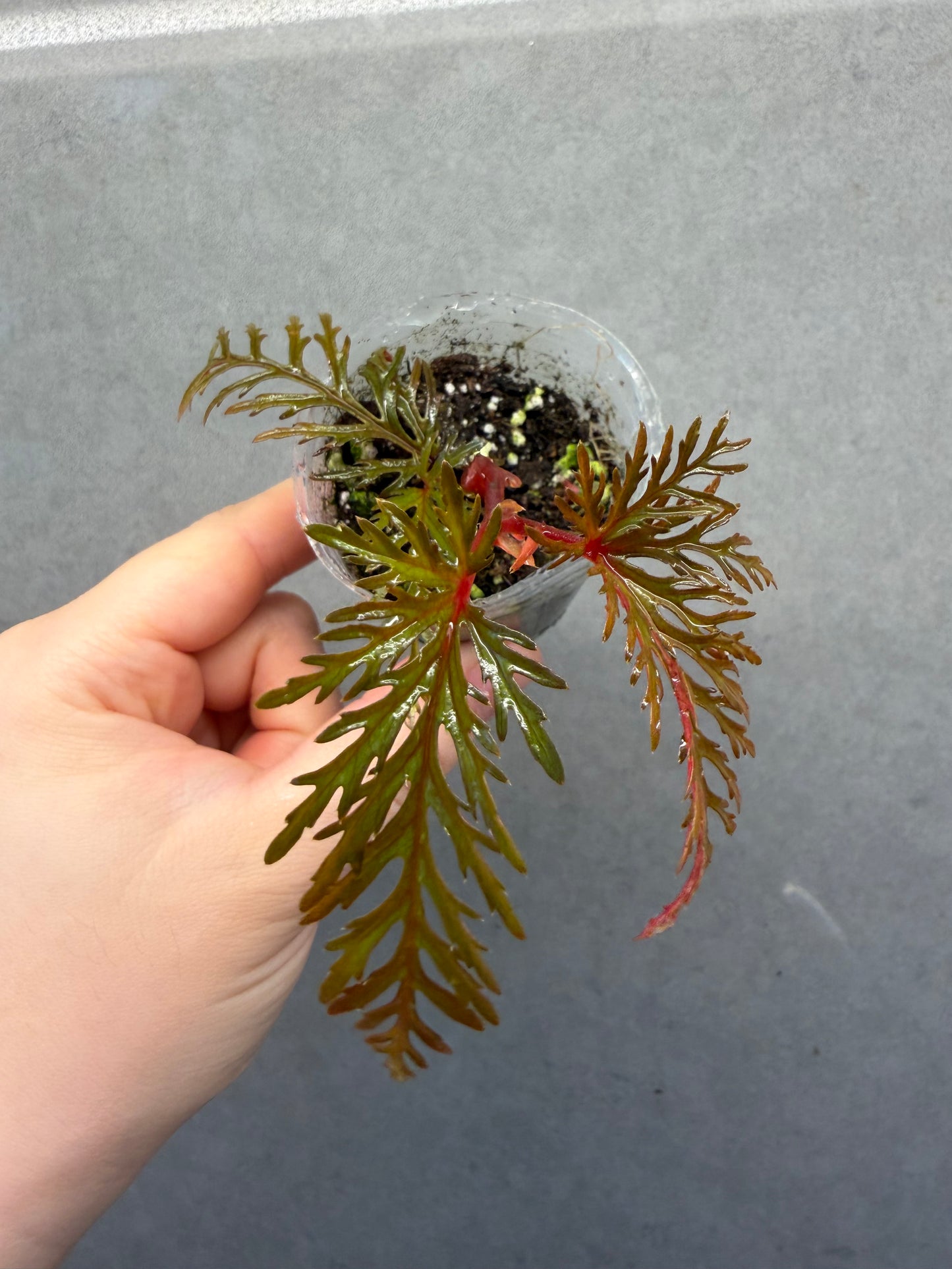 🌿 Begonia Bipinnatifida