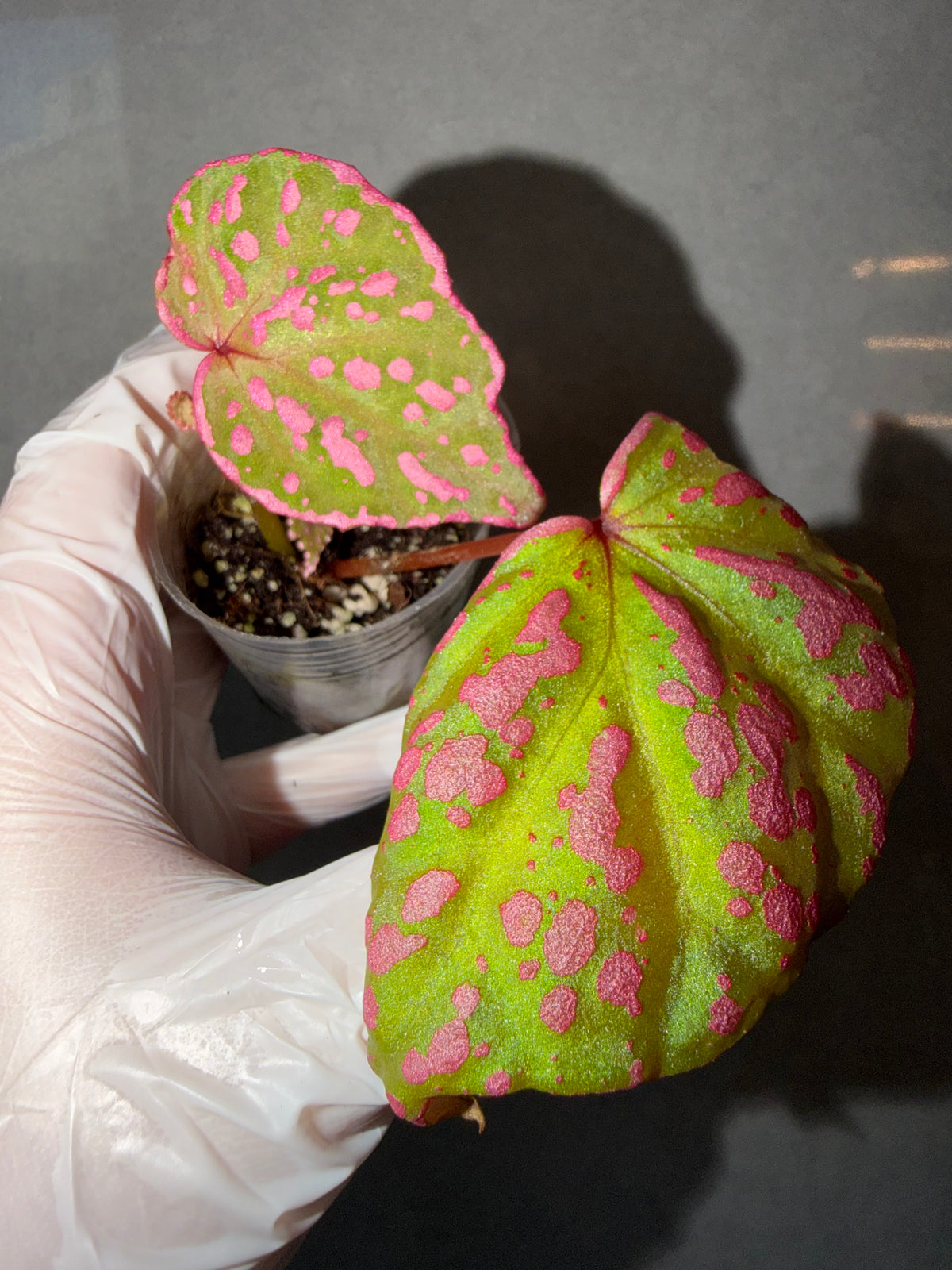 Begonia 5 Combo：Roseopunctata➕ scapigera➕U508➕ burkillii green form➕ Silver Dollar