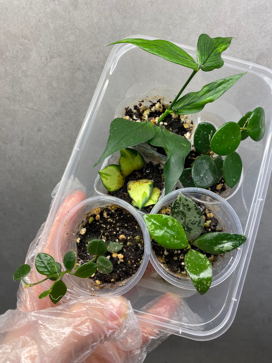🌿 Hoya Combo (5 types)