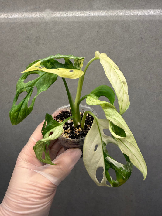 🌿 Monstera adansonii 'Albo Variegated'
