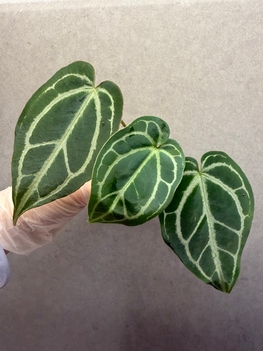 🌿Anthurium Forgetii* Crystallinum
