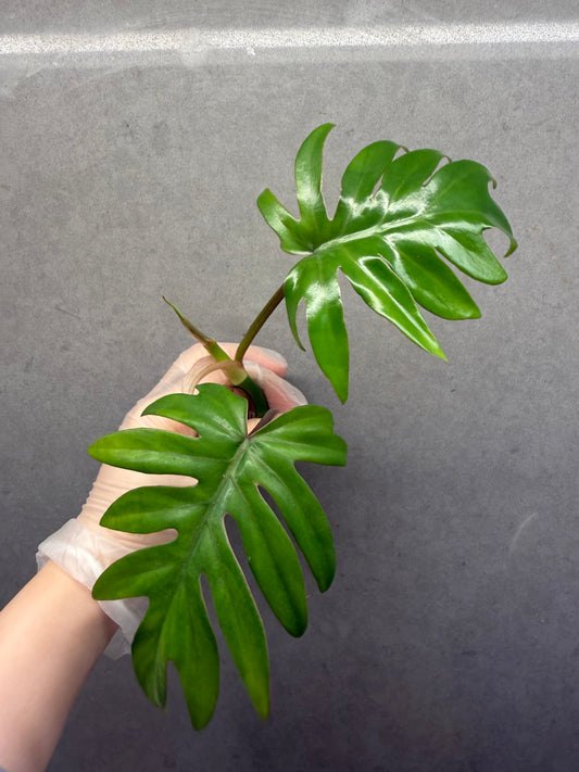 🌿Philodendron mayoi