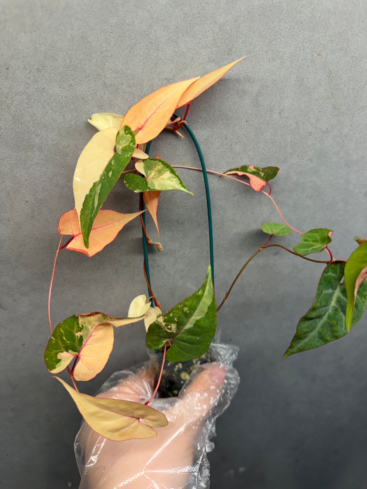 🌸Fallopia multiflora var.