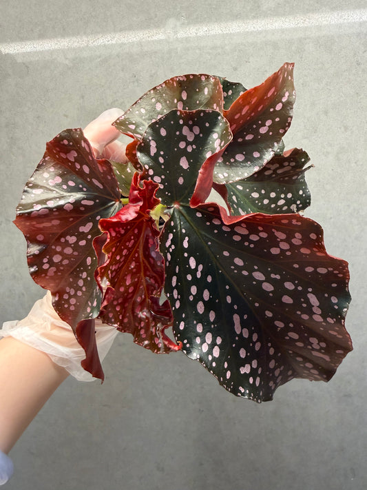 🌹Begonia ‘Cracklin Rosie
