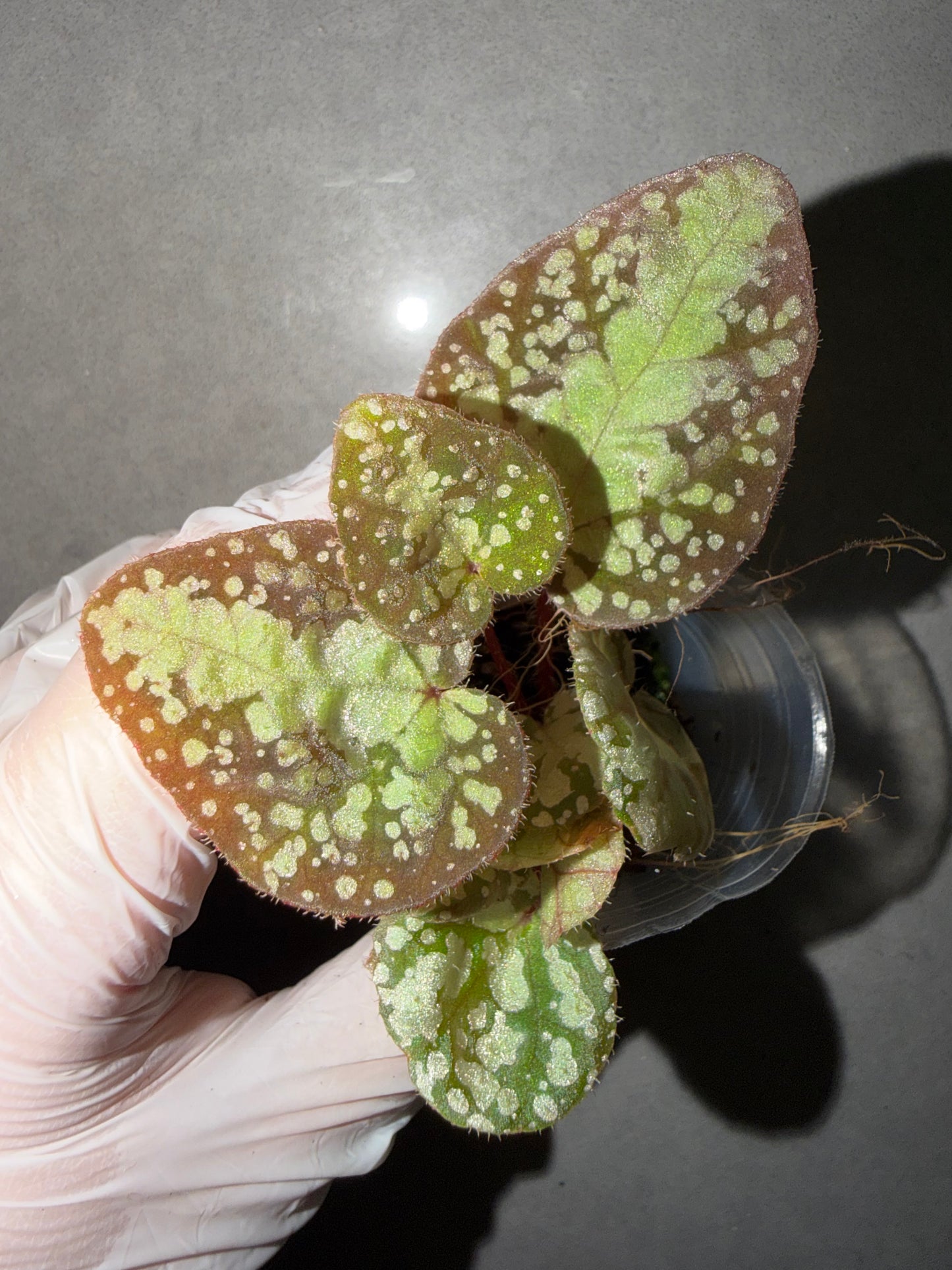 🌿Begonia semiparietalis
