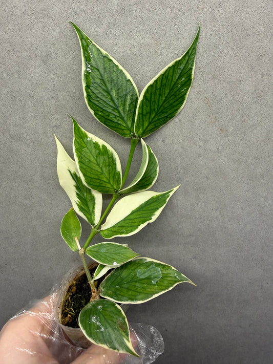 🌿Hoya polyneura albomarginata